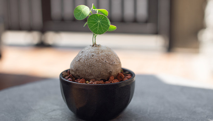 塊根植物種植方法｜塊根植物常見種類！象牙宮/象足漆、種植貼士、生長條件及擺放位置推介