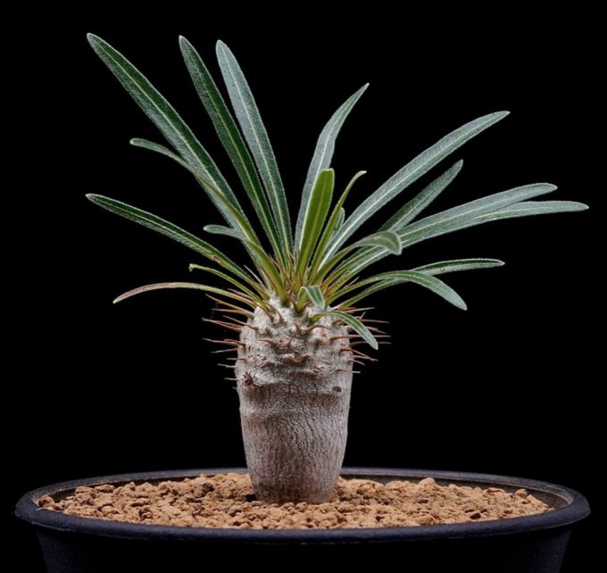 塊根植物種植方法｜塊根植物常見種類！象牙宮/象足漆、種植貼士、生長條件及擺放位置推介