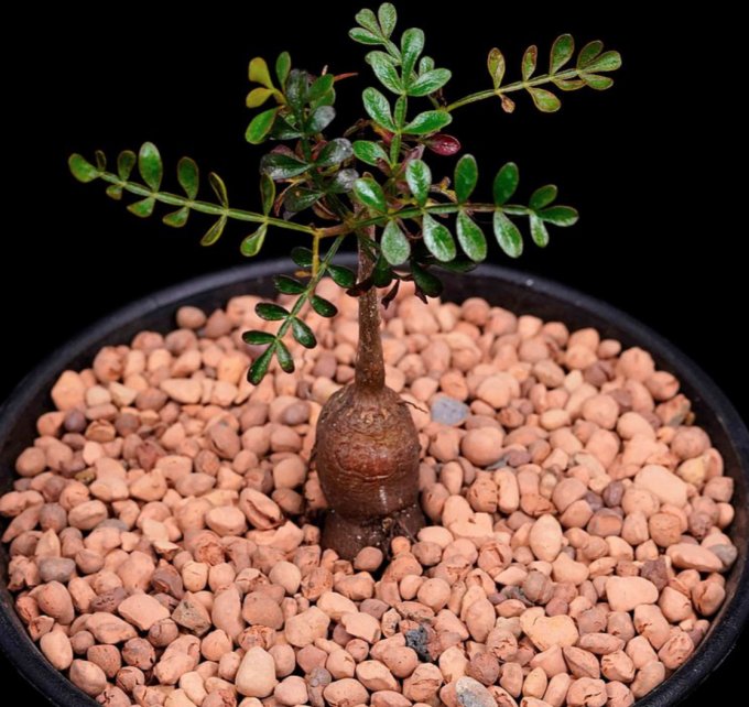 塊根植物種植方法｜塊根植物常見種類！象牙宮/象足漆、種植貼士、生長條件及擺放位置推介