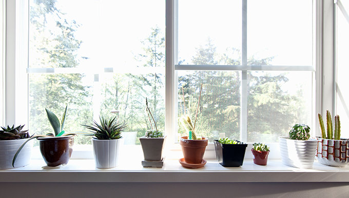 塊根植物種植方法｜塊根植物常見種類！象牙宮/象足漆、種植貼士、生長條件及擺放位置推介