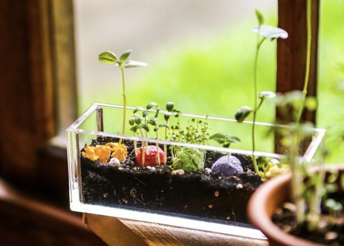 風水植物｜泥種家居風水植物位置教學﹕桔樹/金錢樹/玉麒麟擋煞擺放+忌放位置