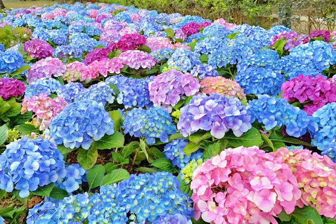 情人節香港好去處推薦2023｜隱世天水圍繡球花海、香薰大豆蠟燭工作坊、夢幻水晶球活動、壓花石膏版畫二人同行優惠