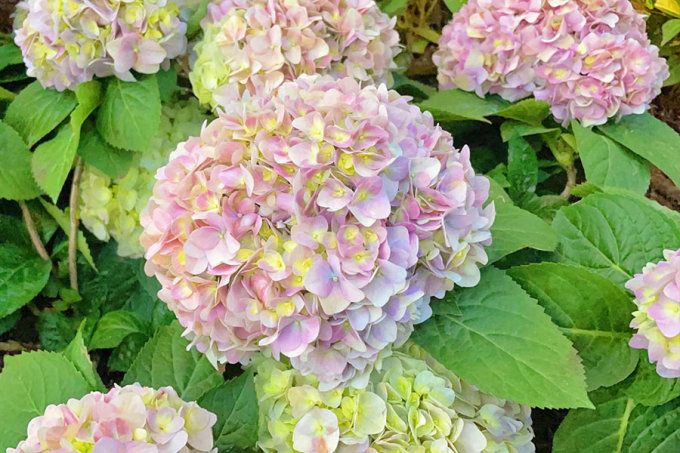 情人節香港好去處推薦2023｜隱世天水圍繡球花海、香薰大豆蠟燭工作坊、夢幻水晶球活動、壓花石膏版畫二人同行優惠