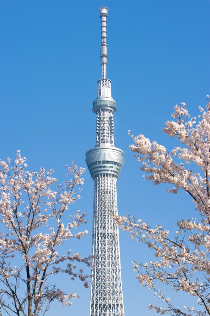 東京賞櫻攻略2023｜櫻花開花時間、交通、晴空塔、富士山賞櫻行程推介