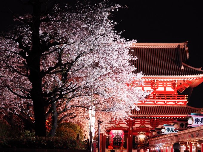 東京賞櫻攻略2023｜櫻花開花時間、交通、晴空塔、富士山賞櫻行程推介
