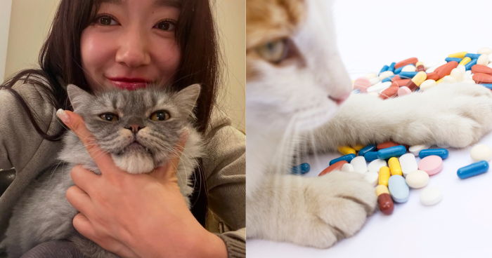 貓免疫力提升！貓咪保健品推薦｜15款iherb貓保健食品維他命推薦+貓增強免疫力食物清單