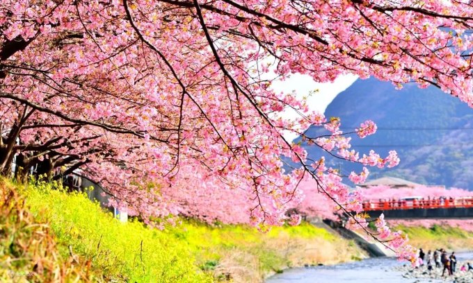 日本櫻花預測2025｜13個日本櫻花推薦景點+最新日本賞櫻時間表！東京、福岡3月尾率先開花！