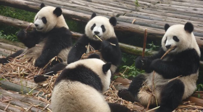 成都自由行攻略2025｜12大成都景點推薦！玩遍成都大熊貓繁育研究基地/成都太古里/三星堆