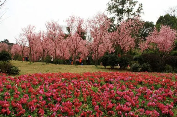 成都自由行攻略2025｜12大成都景點推薦！玩遍成都大熊貓繁育研究基地/成都太古里/三星堆