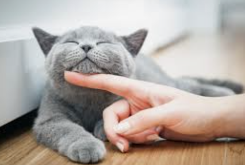 🐱 貓咪系小孩分析完整版