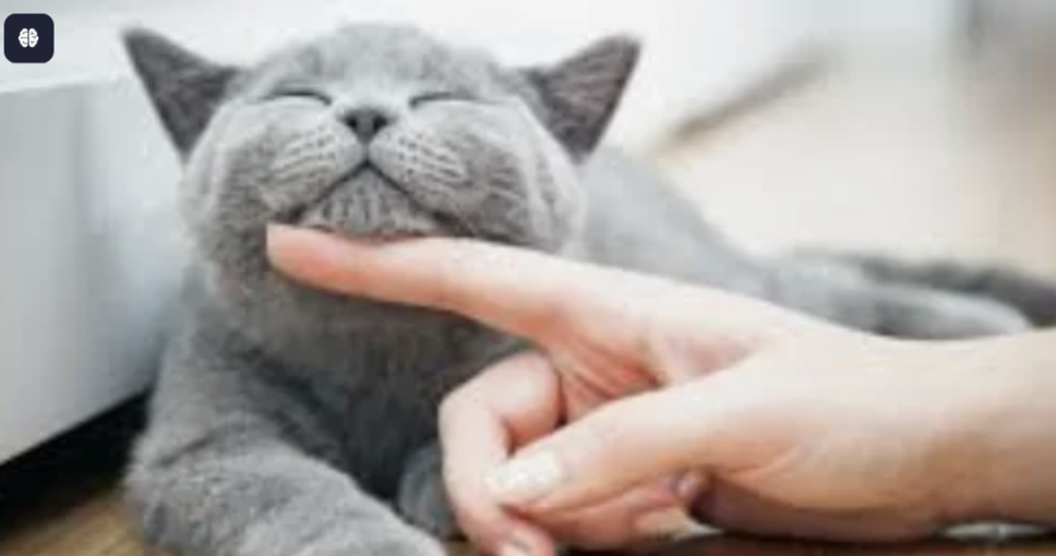 🐱 貓咪系小孩分析完整版