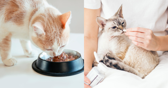 貓益生菌推薦/貓消化酵素推薦2025｜10款貓腸胃益生菌及酵素推介！解決拉肚子/軟便/消化不良