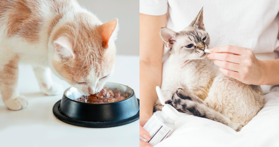 貓益生菌推薦/貓消化酵素推薦2025｜10款貓腸胃益生菌及酵素推介！解決拉肚子/軟便/消化不良