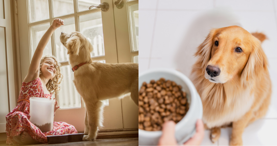 狗狗關節保健食品推薦2025｜狗狗關節炎、骨刺、老狗後腳無力保健食品推介！狗葡萄糖胺/軟骨素/MSM精選清單