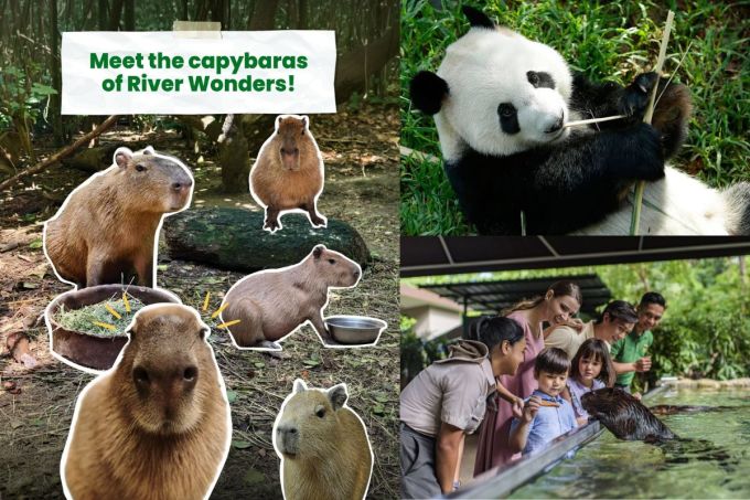 戶外好去處2026｜15大室外假日好去處！郊外活動/農莊BBQ/Glamping/新加坡動物園